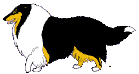 小杨