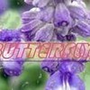 gzdqh
