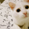 heromina