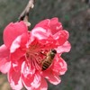 pclady_test