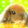 ʮһ