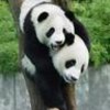 十八子