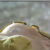 ǧ