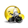 云南大黄