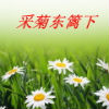 采菊东篱下