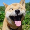 以迅雷不及掩耳盗铃之势