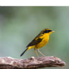 newbird5200