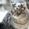 Meow