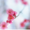 天外来客