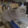 nan19862003