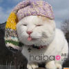 kyochan