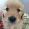 sya122