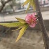 胡杨的杨