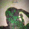 thinkup7